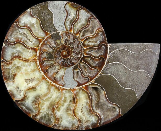Cut Ammonite Fossil (Half) - Agatized #43646
